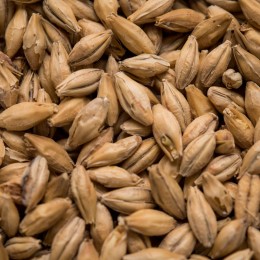 Golden Promise Malt 25 kg hel - Thomas Fawcett